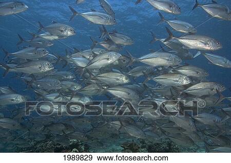 Stock Photo - Malaysia, School Of Bigeye Jacks (Caranx Sexfasciatus).. Fotosearch