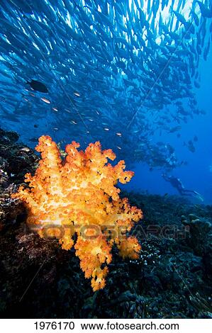Malaysia, Schooling Bigeye Jack (Caranx Sexfasciatus) Fish Around Alcyonarian Coral And Diver. View Large Photo Image Stock Image - Malaysia, Schooling Bigeye Jack (Caranx Sexfasciatus) Fish Around Alcyonarian Coral And Diver.. Fotosearch
