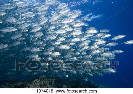 Malaysia, Schooling Bigeye Jack Fish (Caranx Sexfasciatus). View Large Photo Image Stock Photo - Malaysia, Schooling Bigeye Jack Fish (Caranx Sexfasciatus).. Fotosearch