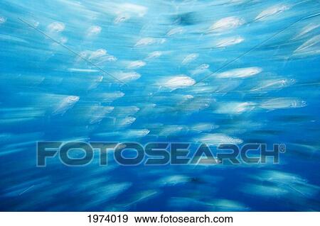 Malaysia, Schooling Bigeye Jack Fish (Caranx Sexfasciatus). View Large Photo Image Stock Photo - Malaysia, Schooling Bigeye Jack Fish (Caranx Sexfasciatus).. Fotosearch