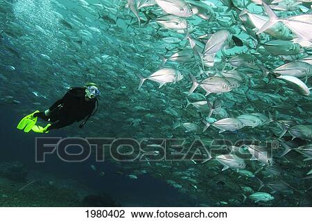 Malaysia, Scuba Diver with Horse Eye Jacks swimming around; Mabul Island View Large Photo Image Stock Image - Malaysia, Scuba Diver with Horse Eye Jacks swimming around; Mabul Island. Fotosearch