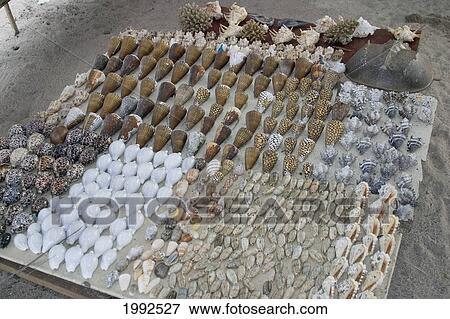 Stock Photo - Malaysia, Seashell Stand In A Small Village.. Fotosearch