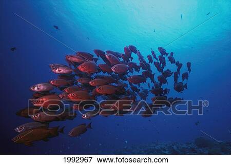 Malaysia, Sipadan Island, Big-Eye (Priacanthus Hamrur) School. View Large Photo Image Stock Photo - Malaysia, Sipadan Island, Big-Eye (Priacanthus Hamrur) School.. Fotosearch