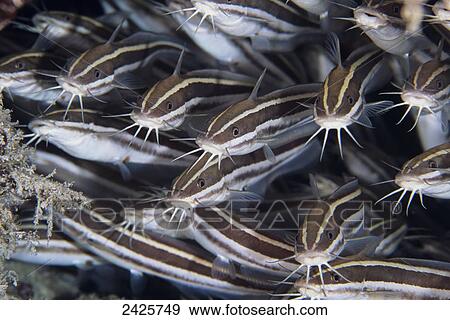 Stock Photo - Malaysia, Sipadan Island, Juvenile catfish (Plotosus lineatus). Fotosearch