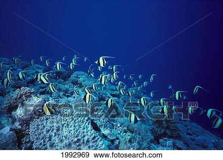 Stock Photo - Malaysia, Sipadan Island, School Of Moorish Idols Over Reef, Blue Ocean.. Fotosearch