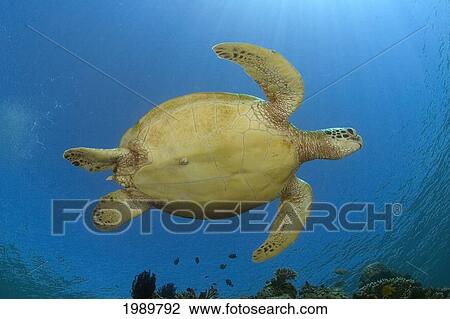 Stock Image - Malaysia, Sipidan, A Green Sea Turlte (Chelonia Mydas) Viewed From Below.. Fotosearch