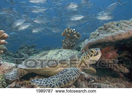 Stock Photo - Malaysia, Sipidan, Bigeye Trevally (Caranx Sexfasciatus) Behind A Green Sea Turtle (Chelonia Mydas).. Fotosearch