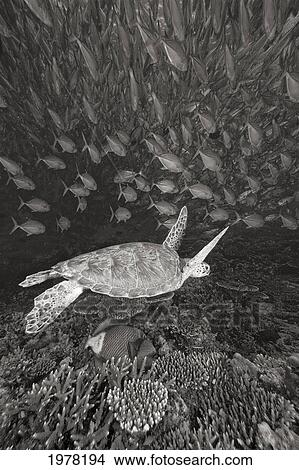 Picture - Malaysia, Sipidan, Green Sea Turtle (Chelonia Mydas) With Schooling Fish (Sepia Photograph).. Fotosearch