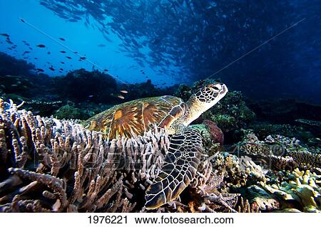 Stock Image - Malaysia, Sipidan, Green Sea Turtle (Chelonia Mydas) On Coral Reef, Swarm Of Bigeye Jack Fish Overhead.. Fotosearch