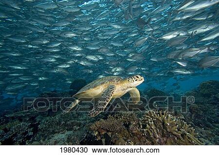 Stock Image - Malaysia, Sipidan, Green Sea Turtle (Chelonia Mydas) With Schooling Fish.. Fotosearch