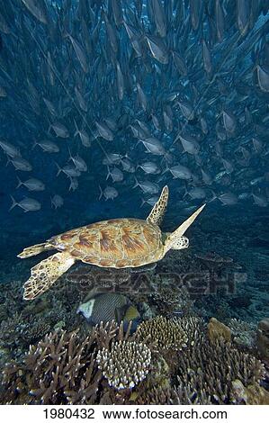 Stock Image - Malaysia, Sipidan, Green Sea Turtle (Chelonia Mydas) With Schooling Fish.. Fotosearch