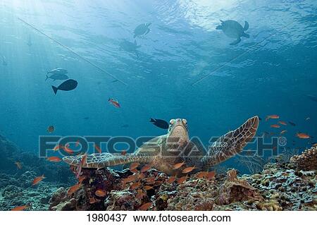 Malaysia, Sipidan, Green Sea Turtle (Chelonia Mydas) On Reef With Tropical Fish, More Turtles At Surface Above. View Large Photo Image Stock Photo - Malaysia, Sipidan, Green Sea Turtle (Chelonia Mydas) On Reef With Tropical Fish, More Turtles At Surface Above.. Fotosearch