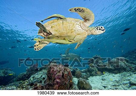 Malaysia, Sipidan, Green Sea Turtle (Chelonia Mydas) With Two Remora, Another Turtle In Background, Swimming Over Reef. View Large Photo Image Stock Photo - Malaysia, Sipidan, Green Sea Turtle (Chelonia Mydas) With Two Remora, Another Turtle In Background, Swimming Over Reef.. Fotosearch
