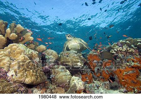 Malaysia, Sipidan, Green Sea Turtle (Chelonia Mydas) On Colorful Coral Reef With Schooling Fish. View Large Photo Image Stock Photo - Malaysia, Sipidan, Green Sea Turtle (Chelonia Mydas) On Colorful Coral Reef With Schooling Fish.. Fotosearch