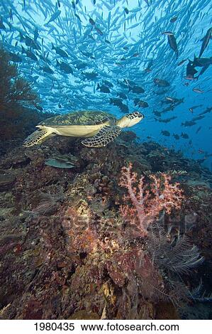 Malaysia, Sipidan, Green Sea Turtle (Chelonia Mydas) On Reef With Soft Coral And Schooling Fish. View Large Photo Image Stock Photography - Malaysia, Sipidan, Green Sea Turtle (Chelonia Mydas) On Reef With Soft Coral And Schooling Fish.. Fotosearch