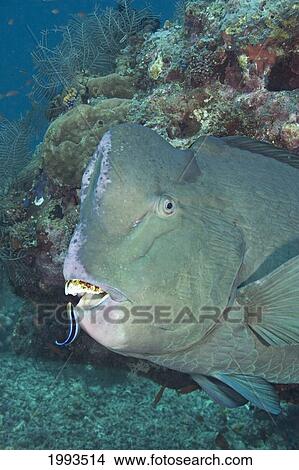 Picture - Malaysia, Sipidan Island, A Cleaner Wrasse (Labroides Dimidiatus) Inspecting The Mouth Of A Bumphead Parrotfish (Bolbornetopon Muricatum). Fotosearch