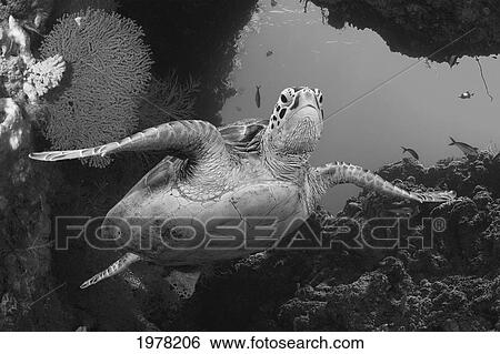 Malaysia, Sipidan Island, A Green Sea Turtle (Chelonia Mydas) Swims Through Coral Reef (Black And White Photograph). View Large Photo Image Stock Photograph - Malaysia, Sipidan Island, A Green Sea Turtle (Chelonia Mydas) Swims Through Coral Reef (Black And White Photograph).. Fotosearch