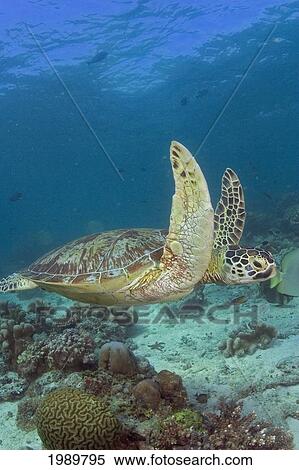 Malaysia, Sipidan Island, A Green Sea Turtle (Chelonia Mydas) Swims Through Coral Reef. View Large Photo Image Stock Photography - Malaysia, Sipidan Island, A Green Sea Turtle (Chelonia Mydas) Swims Through Coral Reef.. Fotosearch