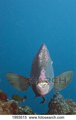 Stock Photography - Malaysia, Sipidan Island, Bumphead Parrotfish (Bolbornetopon Muricatum) Swimming Forward, Teeth Showing. Fotosearch