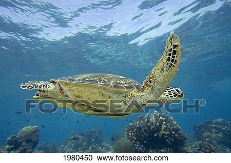 Stock Image - Malaysia, Sipidan Island, Close-Up Of Green Sea Turtle (Chelonia Mydas) With Two Remora Clinging To It.. Fotosearch