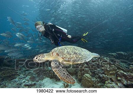Stock Image - Malaysia, Sipidan Island, Diver Swimming With Green Sea Turtle (Chelonia Mydas). Fotosearch