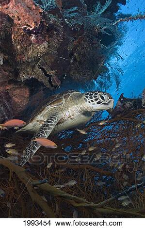 Picture - Malaysia, Sipidan Island, Green Sea Turtle (Chelonia Mydas) Resting In A Black Coral Tree.. Fotosearch