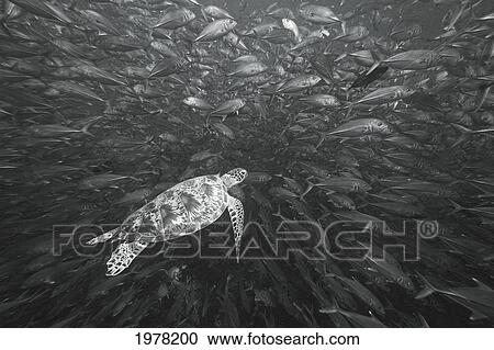 Malaysia, Sipidan Island, Green Sea Turtle (Chelonia Mydas) Among Bigeye Jacks (Caranx Sexfasciatus), (Black And White Photograph). View Large Photo Image Stock Image - Malaysia, Sipidan Island, Green Sea Turtle (Chelonia Mydas) Among Bigeye Jacks (Caranx Sexfasciatus), (Black And White Photograph).. Fotosearch