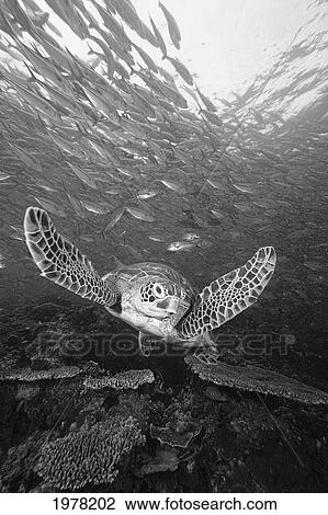 Malaysia, Sipidan Island, Green Sea Turtle (Chelonia Mydas) Among Schooling Bigeye Jacks (Caranx Sexfasciatus), (Black And White Photograph). View Large Photo Image Stock Image - Malaysia, Sipidan Island, Green Sea Turtle (Chelonia Mydas) Among Schooling Bigeye Jacks (Caranx Sexfasciatus), (Black And White Photograph).. Fotosearch