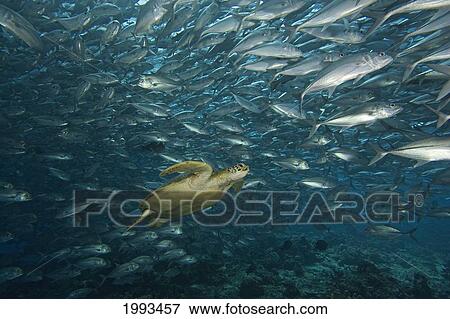 Malaysia, Sipidan Island, Green Sea Turtle (Chelonia Mydas) Surrounded By Schooling Bigeye Jacks (Caranx Sexfasciatus) View Large Photo Image Stock Photo - Malaysia, Sipidan Island, Green Sea Turtle (Chelonia Mydas) Surrounded By Schooling Bigeye Jacks (Caranx Sexfasciatus). Fotosearch