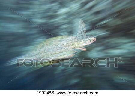 Malaysia, Sipidan Island, Green Sea Turtle (Chelonia Mydas) Motion Blur View Large Photo Image Stock Photograph - Malaysia, Sipidan Island, Green Sea Turtle (Chelonia Mydas) Motion Blur. Fotosearch