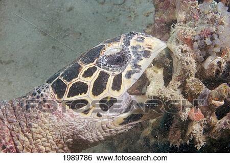 Malaysia, Sipidan Island, Hawksbill Turtle (Eretmochelys Imbricata) Bites Through Coral In Search Of Food. View Large Photo Image Stock Photograph - Malaysia, Sipidan Island, Hawksbill Turtle (Eretmochelys Imbricata) Bites Through Coral In Search Of Food.. Fotosearch