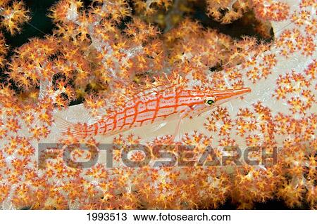 Malaysia, Sipidan Island, Longnose Hawkfish (Oxycirrhites Typus) On Alcyonarian Coral. View Large Photo Image Stock Image - Malaysia, Sipidan Island, Longnose Hawkfish (Oxycirrhites Typus) On Alcyonarian Coral.. Fotosearch