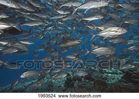 Picture - Malaysia, Sipidan Island, Whitetip Reef Shark, (Triaenodon Obesus) And Schooling Bigeye Jacks (Caranx Sexfasciatus). Fotosearch