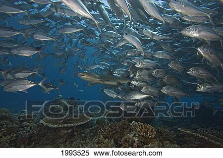 Malaysia, Sipidan Island, Whitetip Reef Shark, (Triaenodon Obesus) And Schooling Bigeye Jacks (Caranx Sexfasciatus) View Large Photo Image Stock Photography - Malaysia, Sipidan Island, Whitetip Reef Shark, (Triaenodon Obesus) And Schooling Bigeye Jacks (Caranx Sexfasciatus). Fotosearch