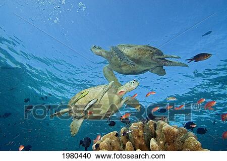 Malaysia, Sipidan, Two Green Sea Turtles (Chelonia Mydas) Swim Over Coral Reef With Fish. View Large Photo Image Stock Image - Malaysia, Sipidan, Two Green Sea Turtles (Chelonia Mydas) Swim Over Coral Reef With Fish.. Fotosearch