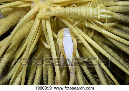 Stock Photo - Malaysia, Squat Lobster (Allogalathera Elegans) and Commensal Shrimp (Periclemenes Amboinensis) blending into matching Crinoid (Comanthus Bennetti); Mabul Island. Fotosearch
