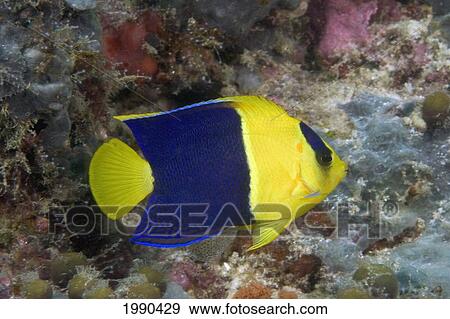 Stock Photo - Malaysia, The Bicolor Angelfish (Centropyge Bicolor). Fotosearch