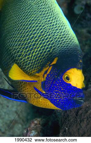 Malaysia, The Yellowmask Angelfish (Pomacanthus Xanthometopon) Is Also Commonly Referred The Yellowmask Angelfish, Referred To As Blue-Face Angelfish. View Large Photo Image Stock Image - Malaysia, The Yellowmask Angelfish (Pomacanthus Xanthometopon) Is Also Commonly Referred The Yellowmask Angelfish, Referred To As Blue-Face Angelfish.. Fotosearch