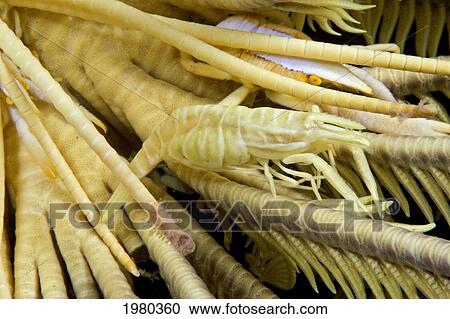 Stock Image - Malaysia, Two Squat Lobster (Allogalathera Elegans) and Commensal Shrimp (Periclemenes Amboinensis) blending into matching Crinoid (Comanthus Bennetti); Mabul Island. Fotosearch