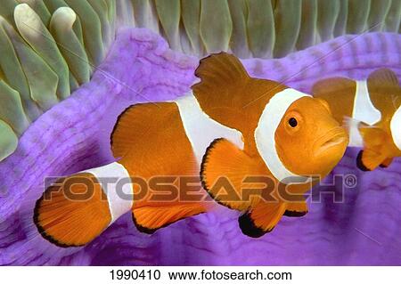 Malaysia, Western Clown Anemone Fish, Amphiprion Ocellaris View Large Photo Image Stock Image - Malaysia, Western Clown Anemone Fish, Amphiprion Ocellaris. Fotosearch