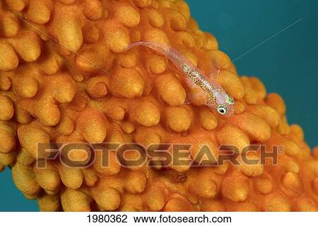Malaysia, Whip Coral Goby Fish (Bryaninops Amplus) on Orange Whip Coral (Junceella Fragilis); Sipidan Island View Large Photo Image Stock Image - Malaysia, Whip Coral Goby Fish (Bryaninops Amplus) on Orange Whip Coral (Junceella Fragilis); Sipidan Island. Fotosearch