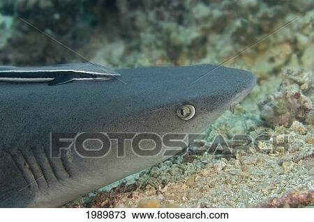Stock Image - Malaysia, Whitetip Reef Shark (Triaenodon Obesus) And A Remora (Echeneis Naucrates).. Fotosearch