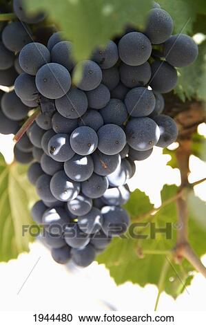 Stock Image - Malbec grapes on the vine in the vineyard of Bodega El Esteco winery, Cafayate, Salta, Argentina. Fotosearch