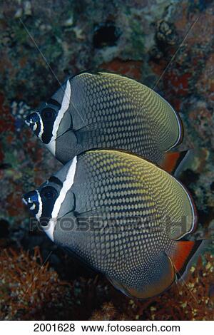 Stock Photo - Maldives, Close-Up Pair Red-Tailed Butterflyfish (Chaetodon Collare) Indian Ocean Two. Fotosearch