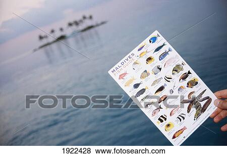 Maldives Fish Guide View Large Photo Image Stock Photo - Maldives Fish Guide. Fotosearch