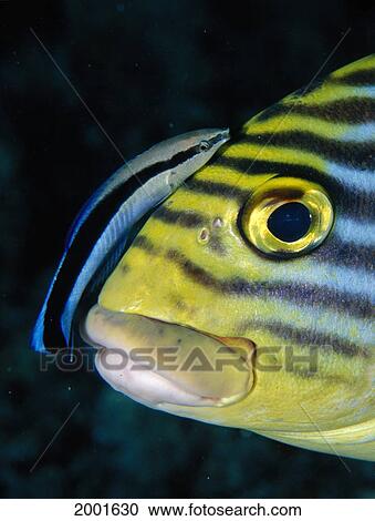 Maldives, Oriental Sweetlips Head With Cleaner Wrasse, Black Background (Plectorhinchus Vittatus) Indian Ocean View Large Photo Image Stock Image - Maldives, Oriental Sweetlips Head With Cleaner Wrasse, Black Background (Plectorhinchus Vittatus) Indian Ocean. Fotosearch