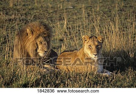 Male And Female Lion In Grass; Masai Mara Game Reserve, Kenya View Large Photo Image Stock Photograph - Male And Female Lion In Grass; Masai Mara Game Reserve, Kenya. Fotosearch