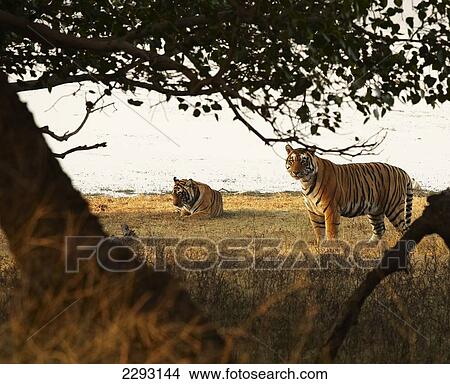 Picture - Male and female tigers Ranthambore Park Rajasthan India. Fotosearch