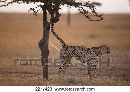 Male cheetah spraying tree to mark his territory, Ol Pejeta Conservancy; Kenya View Large Photo Image Stock Image - Male cheetah spraying tree to mark his territory, Ol Pejeta Conservancy; Kenya. Fotosearch