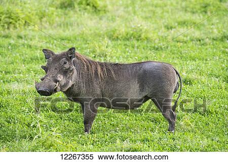 Stock Photography - Male Common Warthog stands in grassland of Ngorongoro Crater; Tanzania. Fotosearch